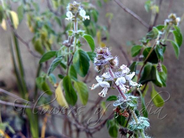 Ocimum americanum Hoary Basil